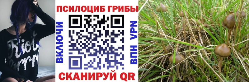 Галлюциногенные грибы Cubensis  Октябрьский 